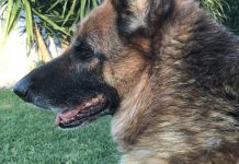 Human foods are dangerous for pets