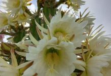 A stickler for the season