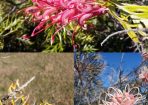 grevilleas_237940_01.jpeg
