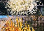 grevilleas_237940_02.jpeg