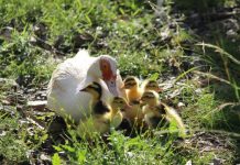 This week on the farm