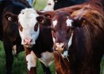 livestock_237044_01.jpg