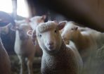 livestock_237044_02.jpg