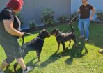 rottweile_262261_05.jpg