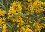 yellow_242141_01.JPG