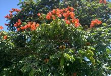 Poinciana