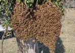 bees_264433_01.JPG