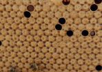 bees_264433_03.JPG