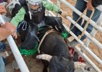 calebrodeo_264407_04.jpg