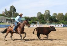 Our Year In Review: The Warwick Rodeo & Campdraft