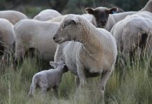 The best of Judy Barnet