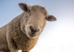 livestock_239079_01.jpg