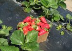 strawberry_252020_07.JPG