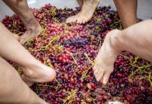 Grape Crush and Gala Ball