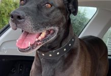 ARK animal of the week: Marley