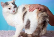 ARK animal of the week: Annika