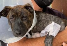 Fundraiser for local puppy