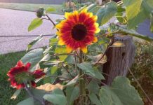 Bloomin’ sunflowers