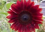 beatrice_265948_05.jpg