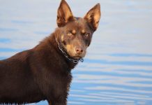 The best of Judy Barnet