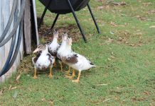 This week on the farm