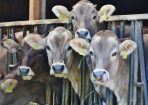 livestock_239079_02.jpg