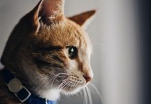 Pets in need of rescue