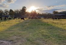 Regenerative Agriculture Day full steam ahead