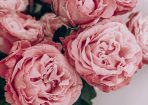 valentine_267687_01.jpg