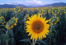 Sun’s out in Yangan