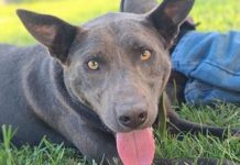 ARK animal of the week