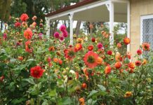 Open gardens a must-see