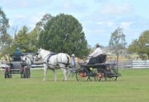 Heavy Horse Festival in Allora