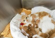 A petition to help our feline friends