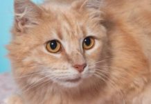 ARK animal of the week