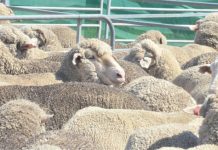 Livestock markets update