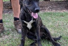 ARK animal of the week