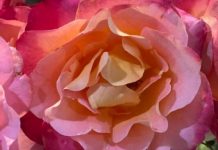 Many beautiful things