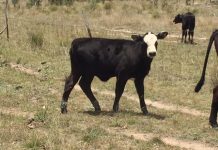 Feral animal attacks a more visible problem