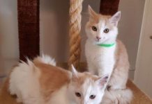 ARK animal of the week