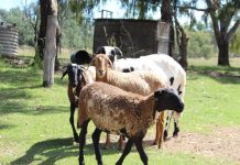 This week on the farm