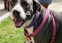 ARK animal of the week