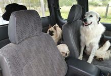 Meet our pet of the month