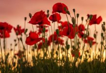 Stanthorpe Sub Branch remembers fallen WW1 veterans