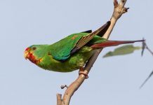 Funding secured to protect threatened species across Southern Downs