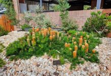 Plants that keep bugs away