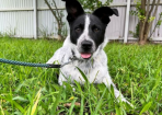 koda_282592_01.png