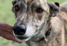 ARK animal of the week