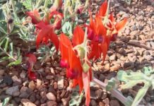 Sturt’s desert pea