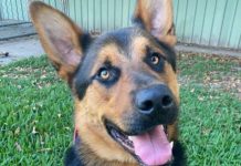 ARK Animal of the Week